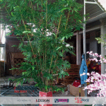 Bụi Trúc Giả Xu Hướng Trang Trí Tiểu Năm 2025