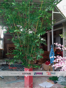 Bụi Trúc Giả Xu Hướng Trang Trí Tiểu Năm 2025