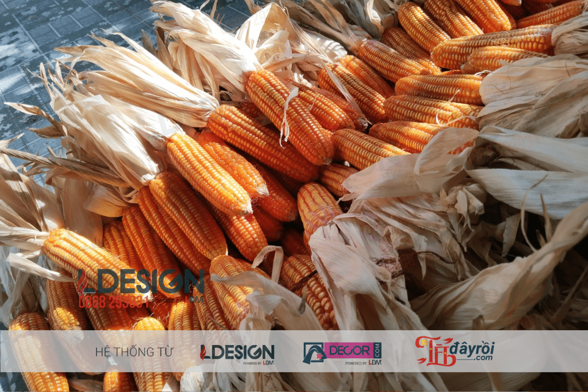 Bắp ngô trang trí